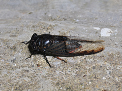 Cryptotympana aquila