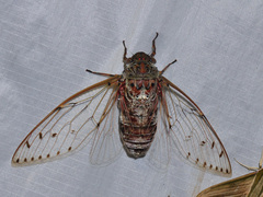 Megapomponia imperatoria