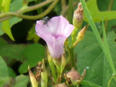 Ipomoea grandifolia