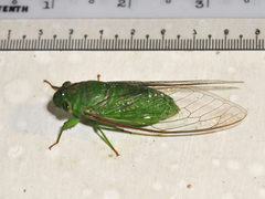 Dundubia