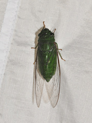 Dundubia