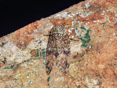 Platypleura badia