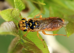 Pamphilius histrio