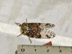 Platypleura badia