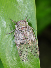 Platypleura badia