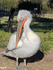 Pelecanus crispus