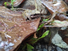 Pristimantis achatinus