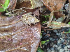 Pristimantis achatinus