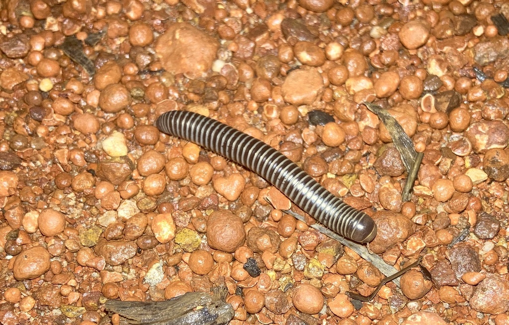 Australocricus opulentus