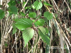 Viburnum betulifolium