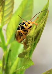 Pamphilius histrio