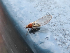 Trioza urticae