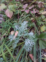 Artemisia sericea
