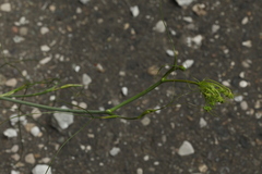Peucedanum longifolium