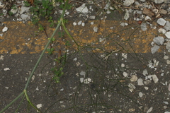 Peucedanum longifolium