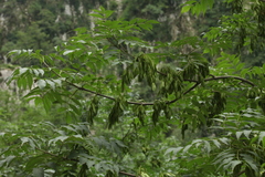 Fraxinus angustifolia oxycarpa