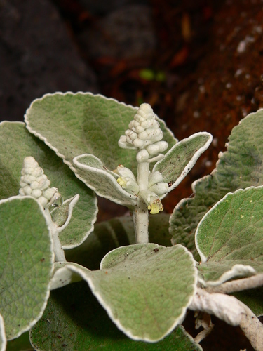 Sideritis cretica image