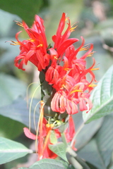 Pachystachys coccinea