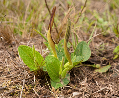 Aristolochia sessilifolia