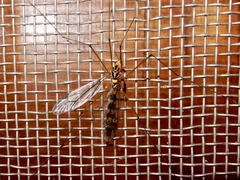 Nephrotoma australasiae