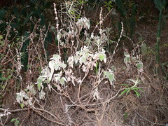 Sideritis infernalis