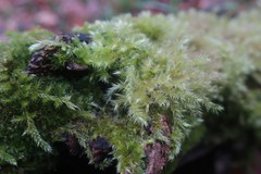 Brachythecium rutabulum