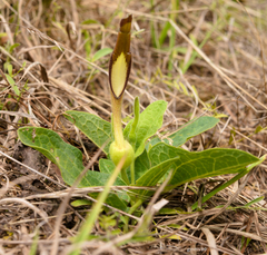 Aristolochia sessilifolia