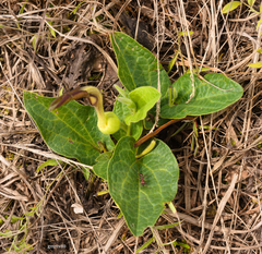 Aristolochia sessilifolia