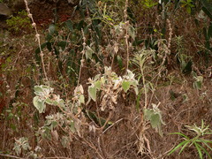 Sideritis infernalis