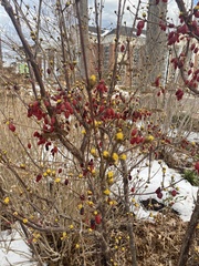 Cornus