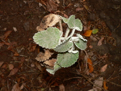 Sideritis infernalis