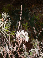 Sideritis infernalis