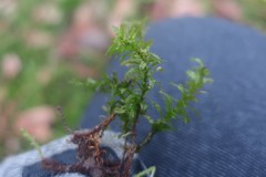 Plagiomnium undulatum