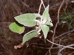 Sideritis infernalis