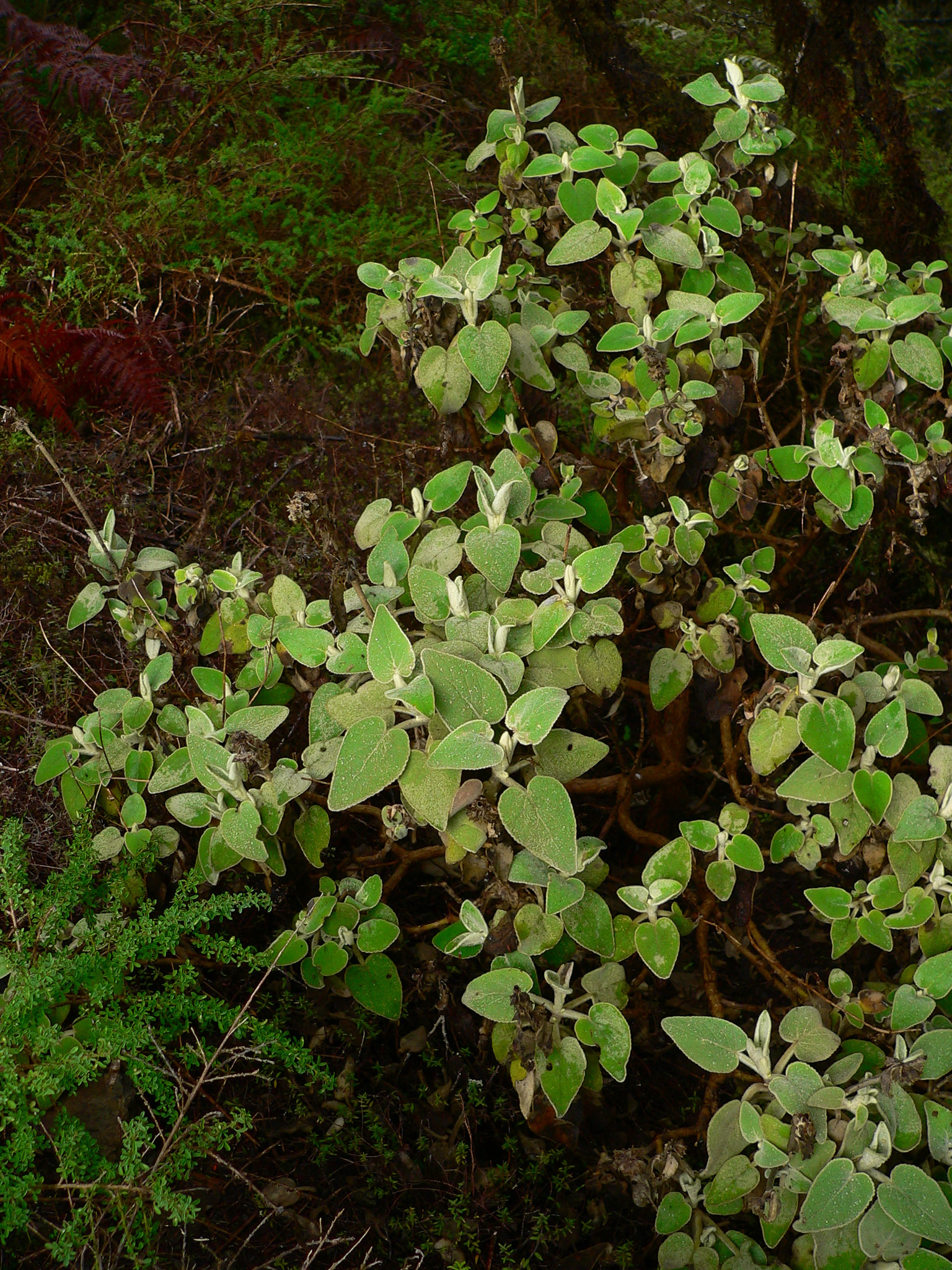 Sideritis lotsyi