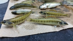 Percina phoxocephala