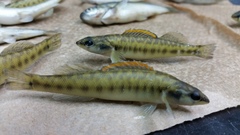 Percina phoxocephala