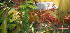 Aechmea guainumbiorum