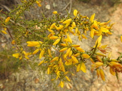 Ulex argenteus subsericeus