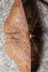 Petelia