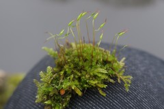 Ptychostomum capillare