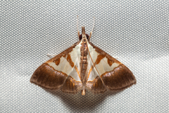 Dausara