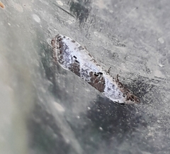 Phtheochroa simoniana
