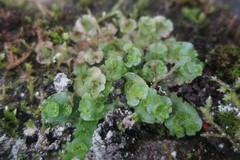 Lunularia cruciata