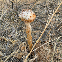 Battarreoides diguetii