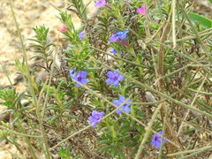 Glandora prostrata lusitanica