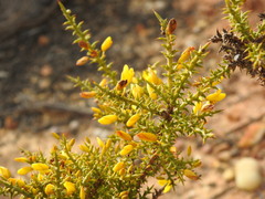 Ulex argenteus subsericeus