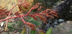 Aechmea guainumbiorum