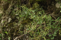 Bupleurum rischawii
