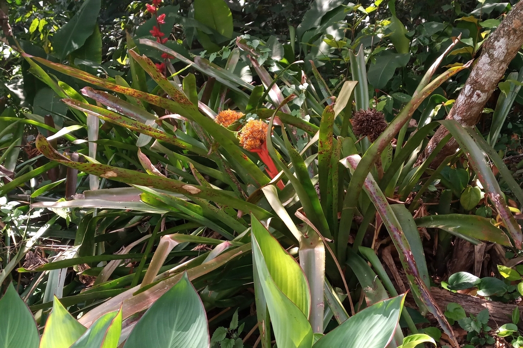 Aechmea cephaloides (Aechmea cephaloides)